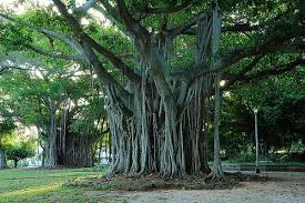 Árbol de 5ta  Avenida 